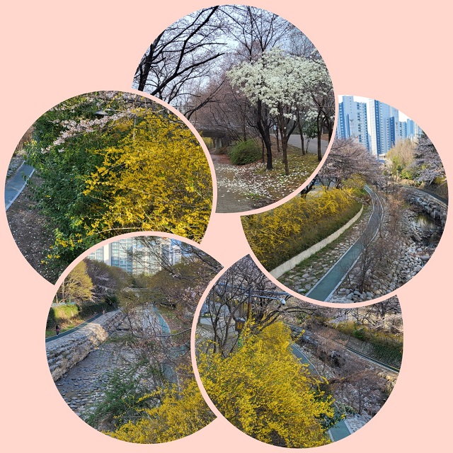 춘천변 노랑터널